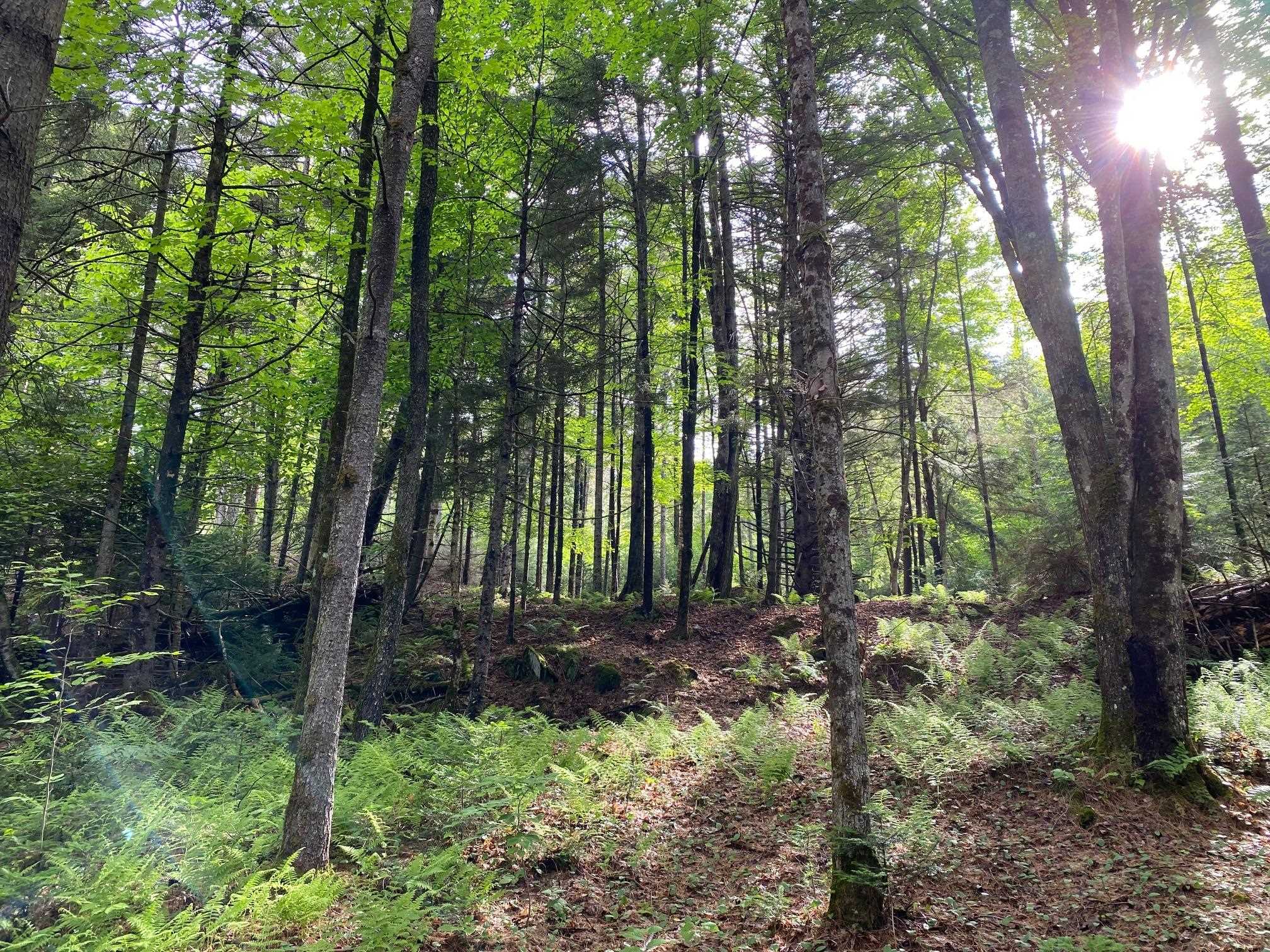 608 Adamant Road Calais, VT 05667 - Photo 39 of 40
