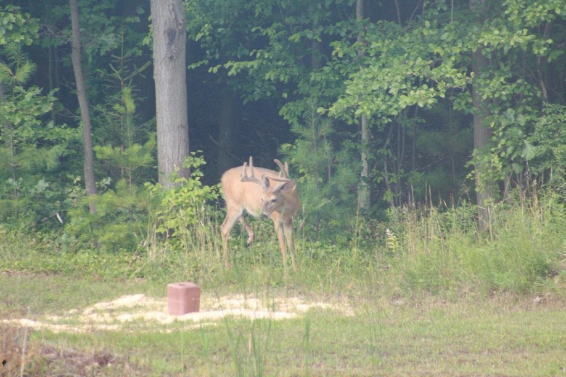 Par A West Par A W River Road Muskegon, MI 49445 - Photo 5 of 6 Buck at 1925 W River