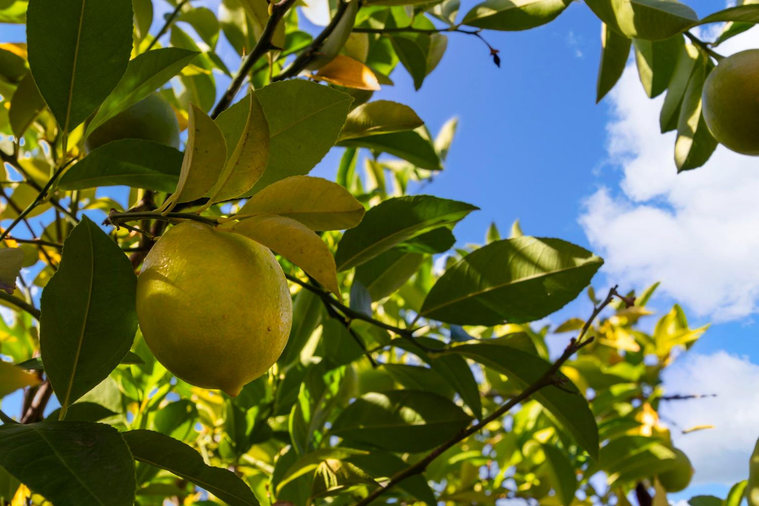 3451 Rainhill Loop Roseville, CA 95747 - Photo 35 of 40 a view of a tree