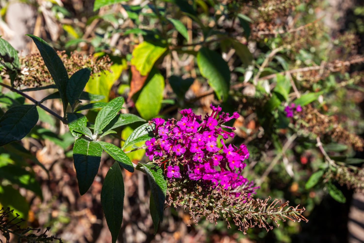 3451 Rainhill Loop Roseville, CA 95747 - Photo 36 of 40 a flower view