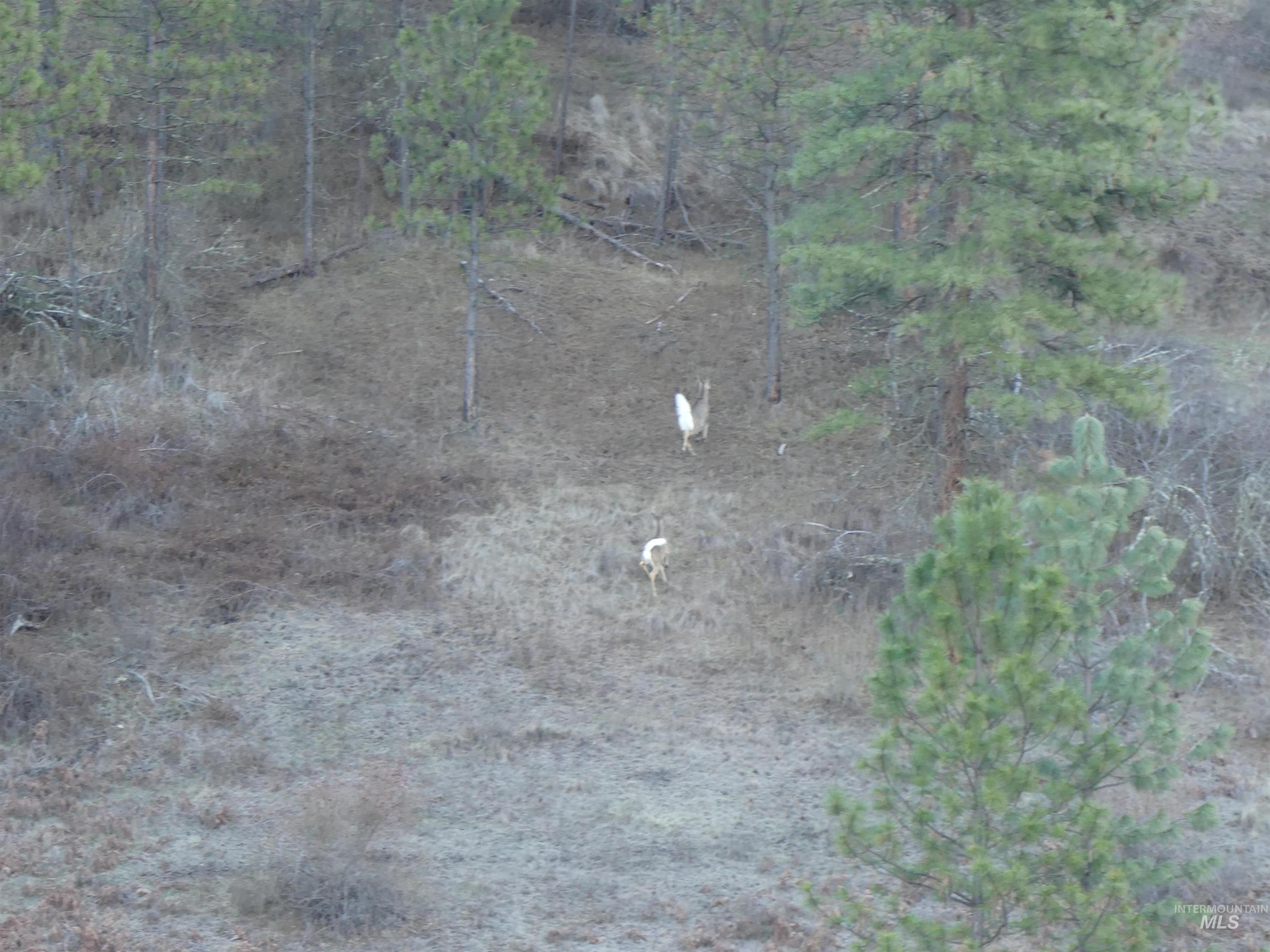 1404 Carrot Ridge Road Kamiah, ID 83536 - Photo 9 of 50