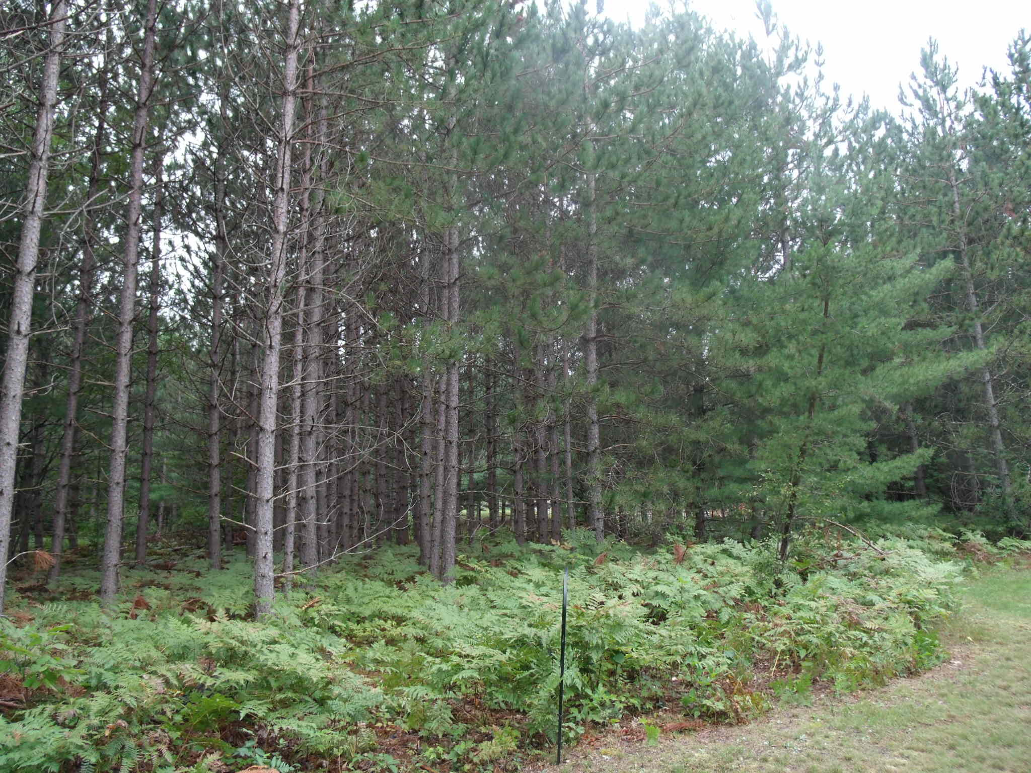 Longfellow Drive Cheboygan, MI 49721 - Photo 10 of 13 GEDC3513