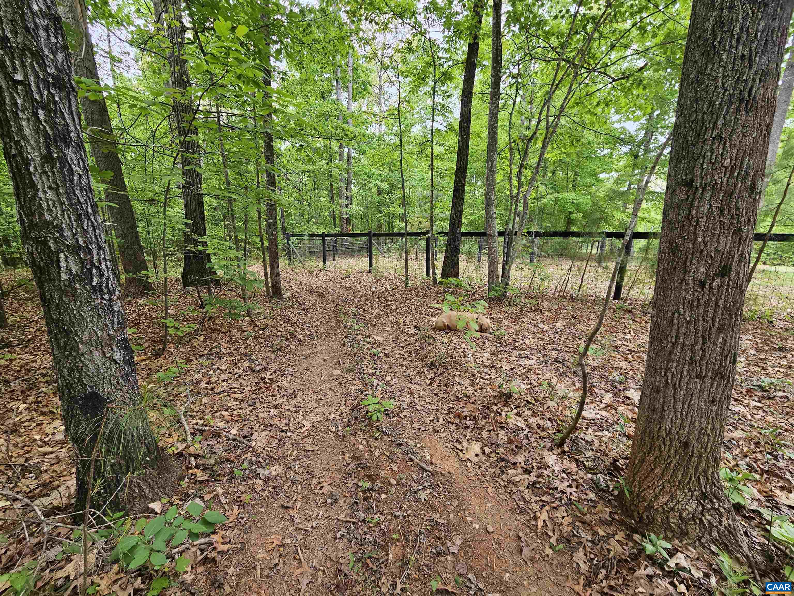 981 Scotts Bottom Road Dillwyn, VA 23936 - Photo 53 of 62 a view of outdoor space with deck and tree