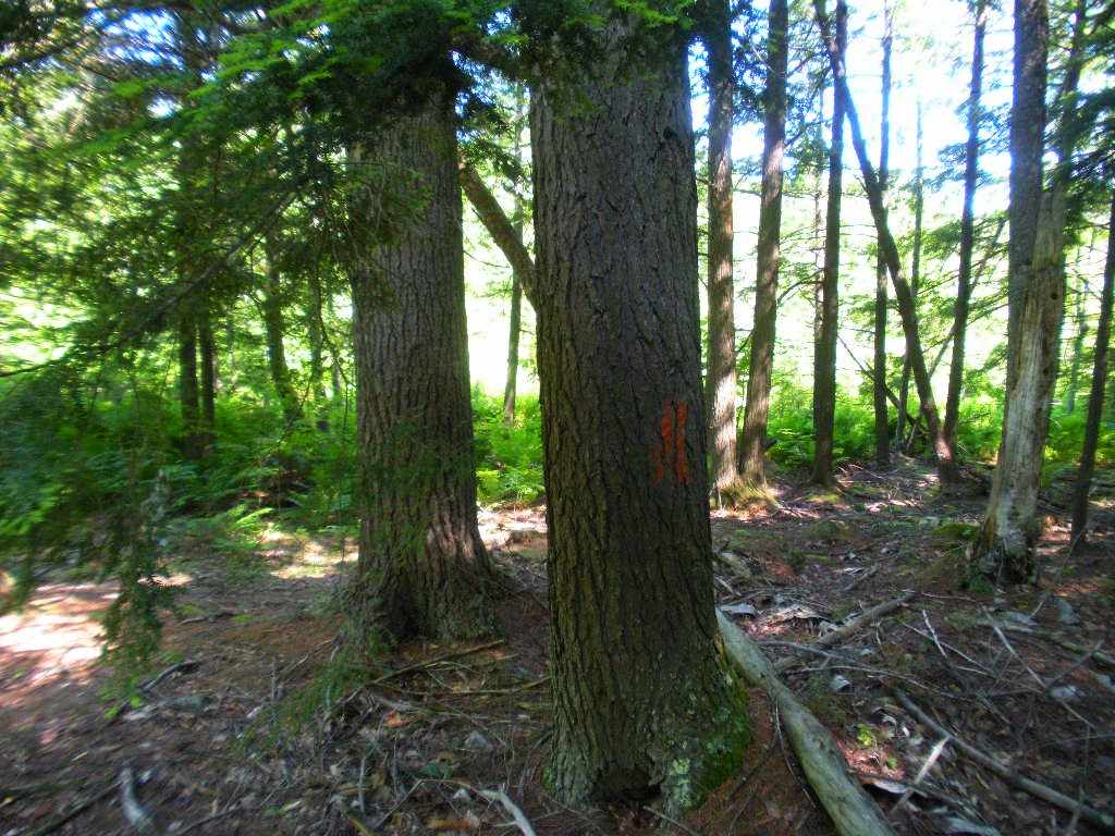 North Road Epsom, NH 03234 - Photo 21 of 23