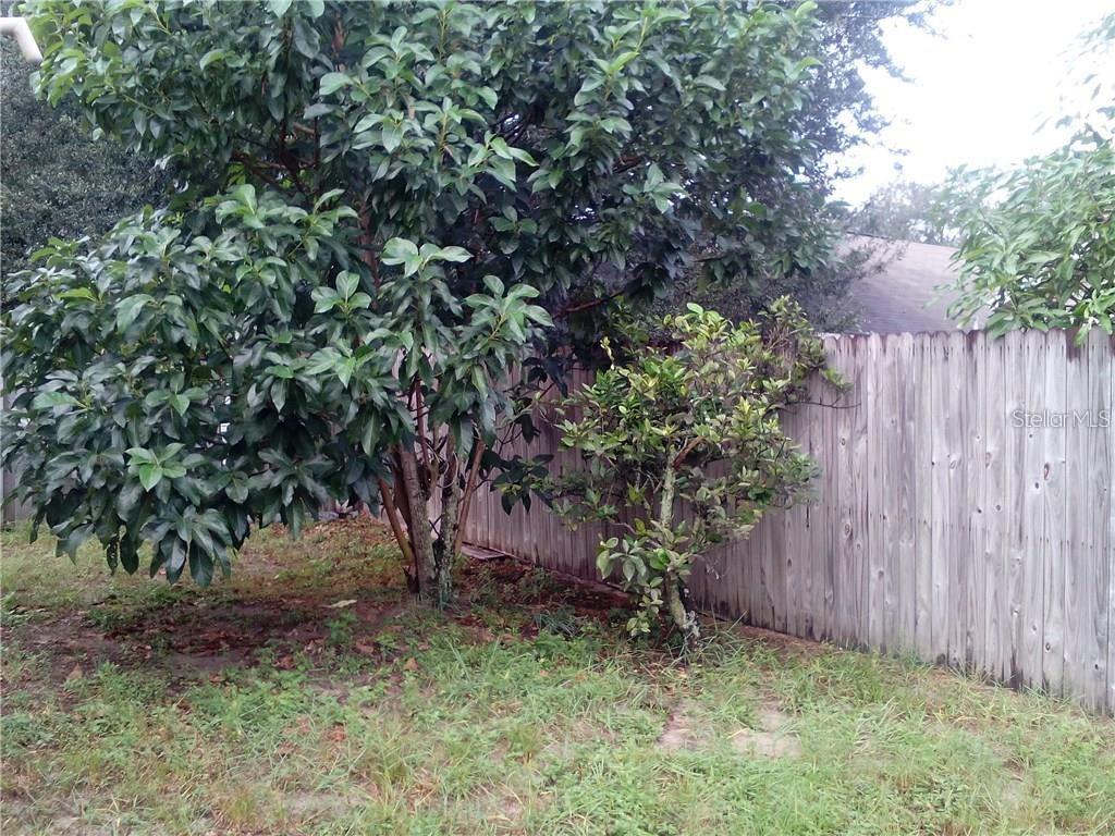 5633 Piney Ridge Drive Orlando, FL 32808 - Photo 3 of 18 a view of backyard with tree