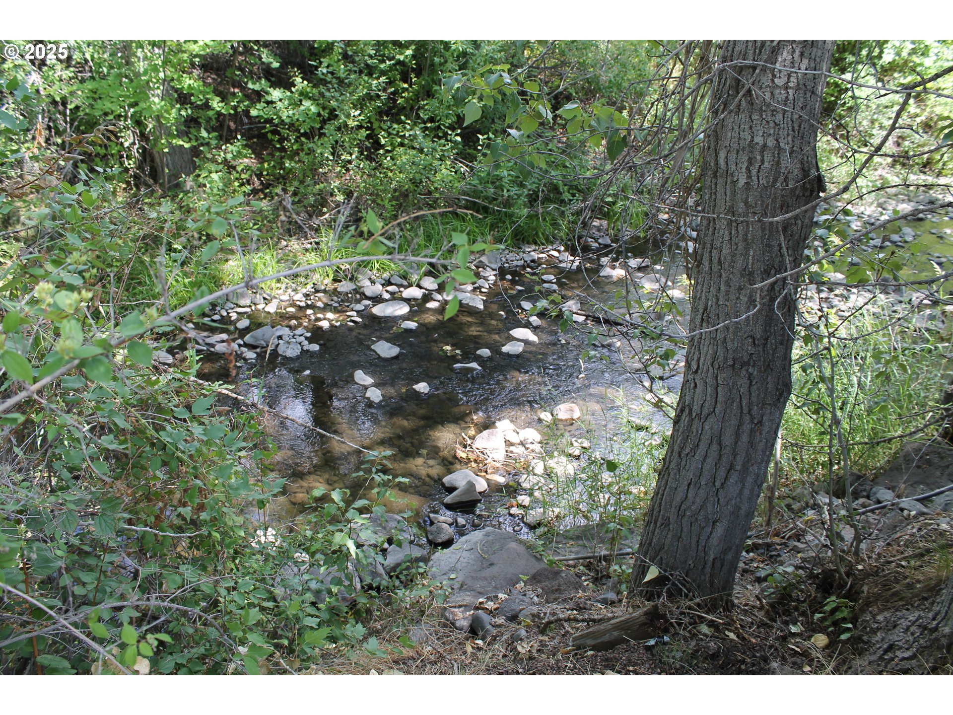 210 Mountain Boulevard Mount Vernon, OR 97865 - Photo 21 of 23 a view of a tree in a yard