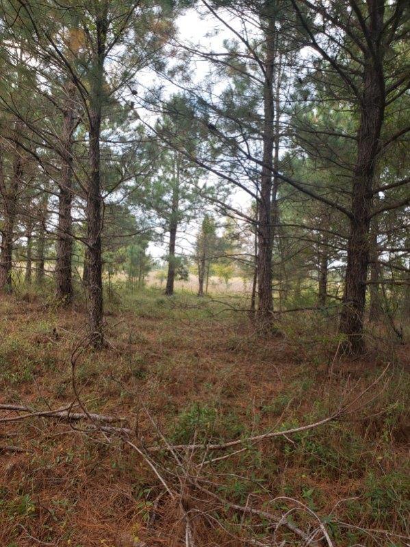 0 Andrew Mills Road Lamar, SC 29069 - Photo 3 of 7 image000001 (1)