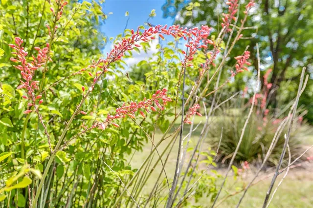 a picture of flowers