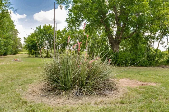 a view of a big yard with plants and large trees