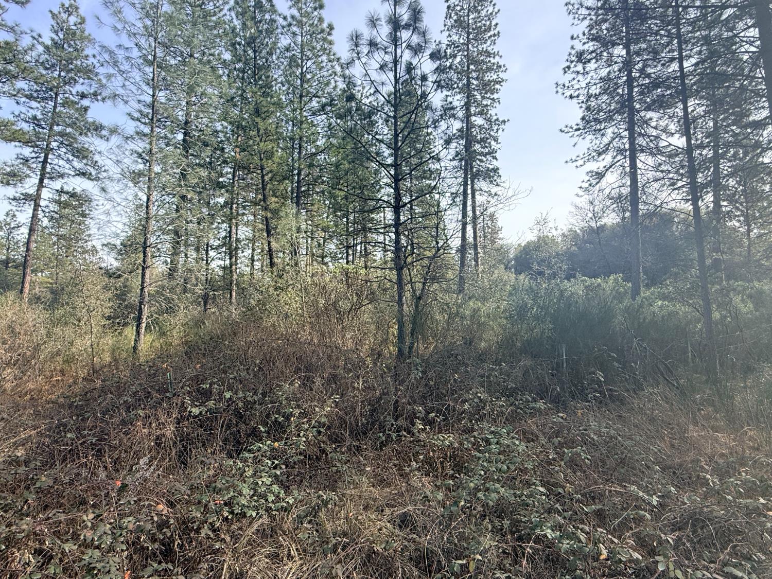 10986 Tyler Foote Crossing Road Nevada City, CA 95959 - Photo 2 of 10 a view of a forest with trees in the background