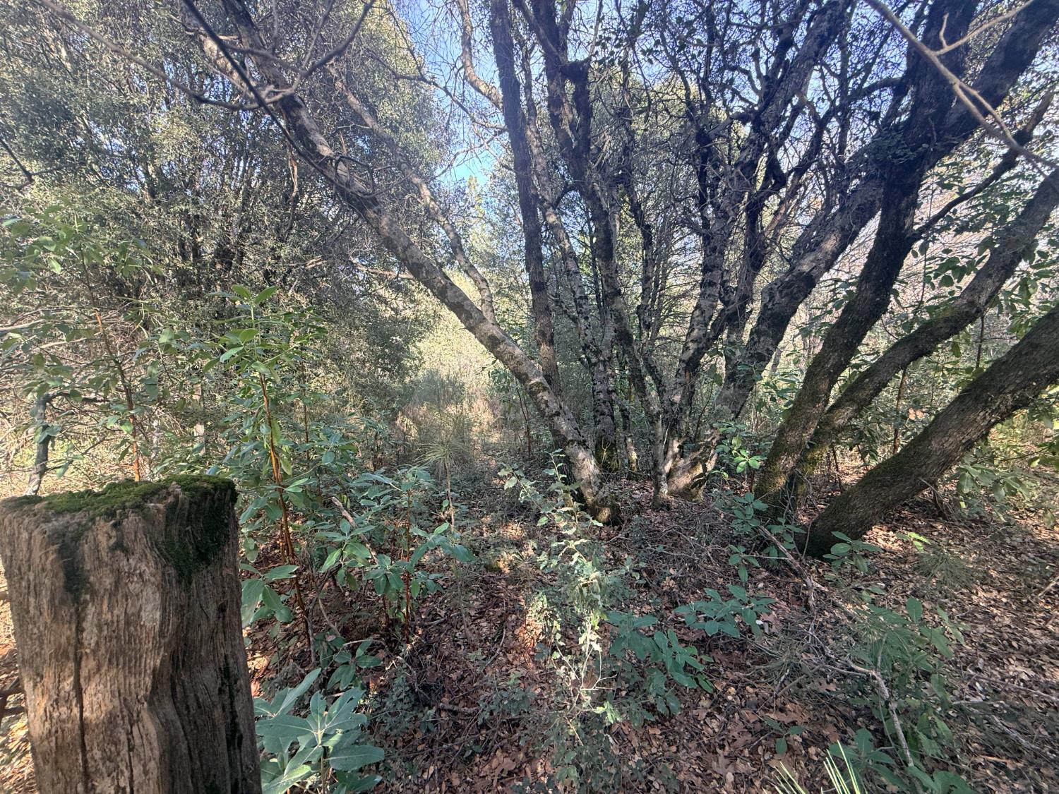 10986 Tyler Foote Crossing Road Nevada City, CA 95959 - Photo 8 of 10 a view of tree
