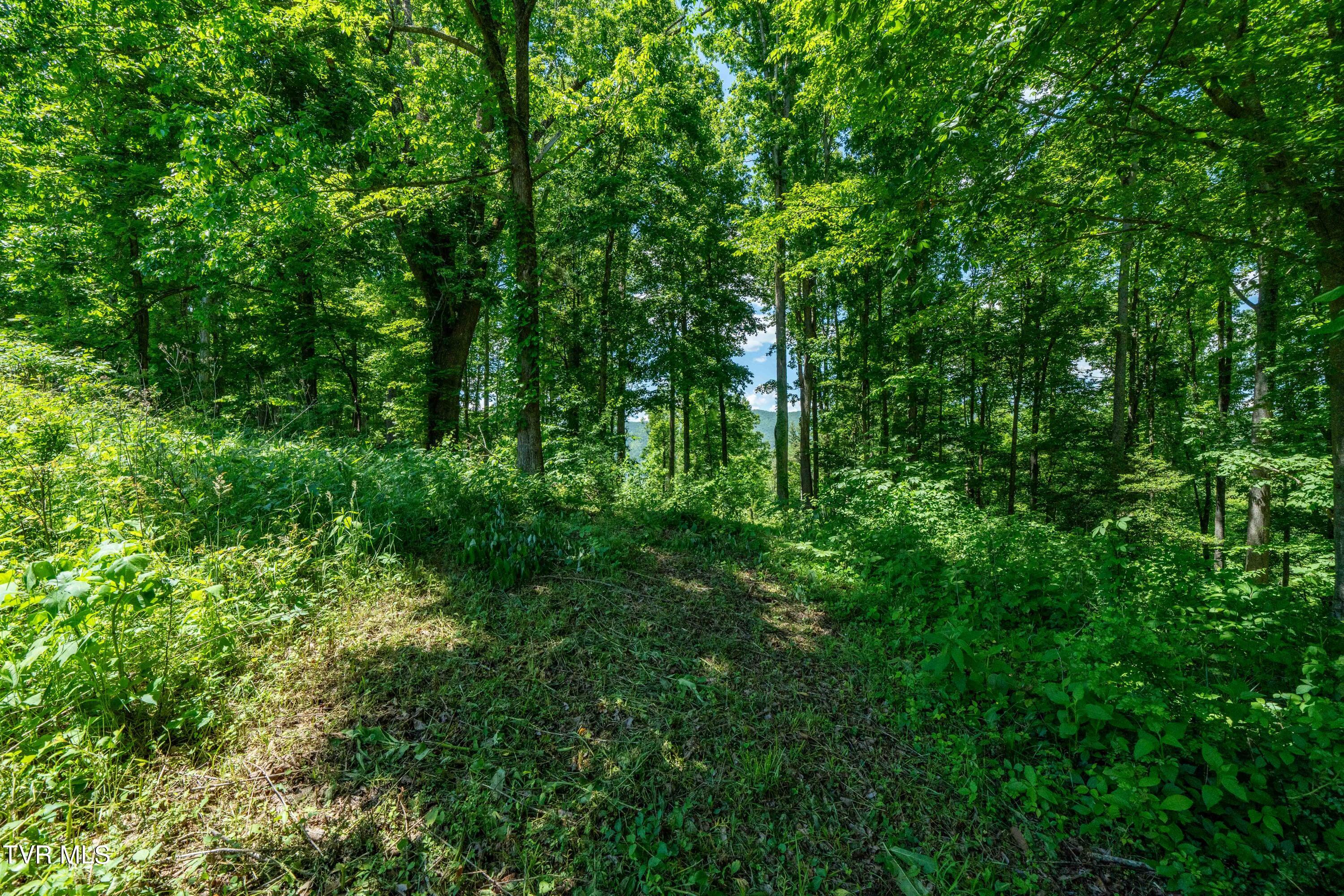 0 Lot Road, Unit 43 Butler, TN 37640 - Photo 26 of 69 TBD Lot 43 Watauga Ridge Rd (26 of 69)