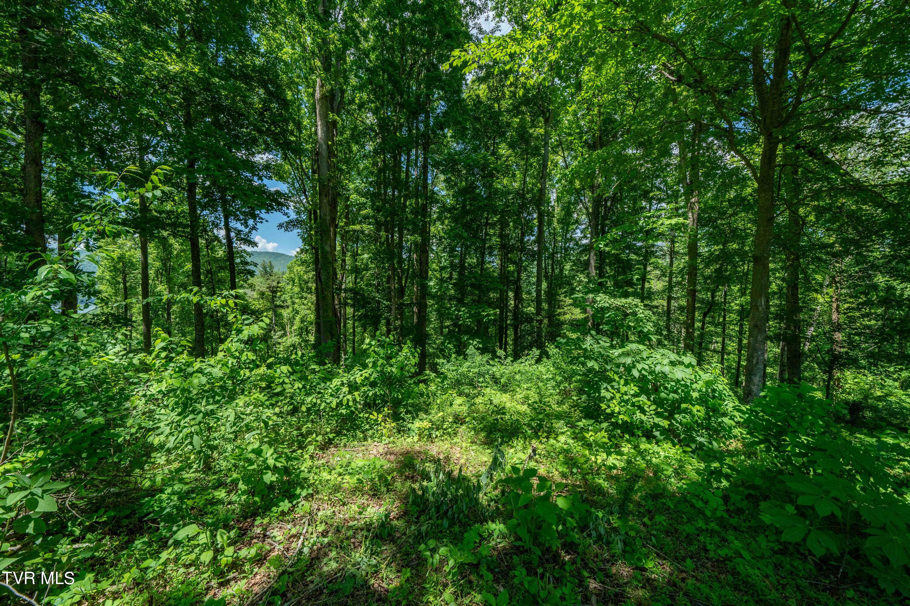 0 Lot Road, Unit 43 Butler, TN 37640 - Photo 28 of 69 TBD Lot 43 Watauga Ridge Rd (28 of 69)