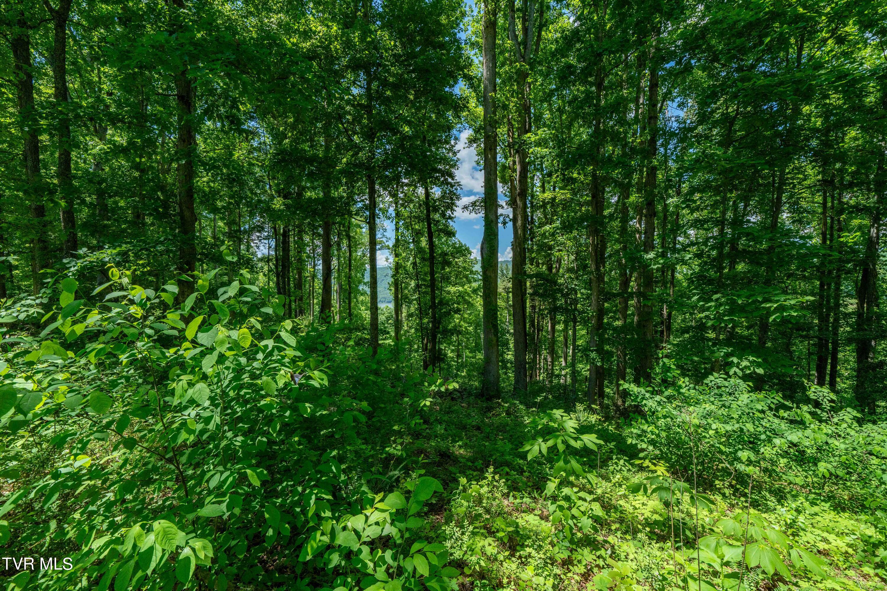 0 Lot Road, Unit 43 Butler, TN 37640 - Photo 29 of 69 TBD Lot 43 Watauga Ridge Rd (29 of 69)