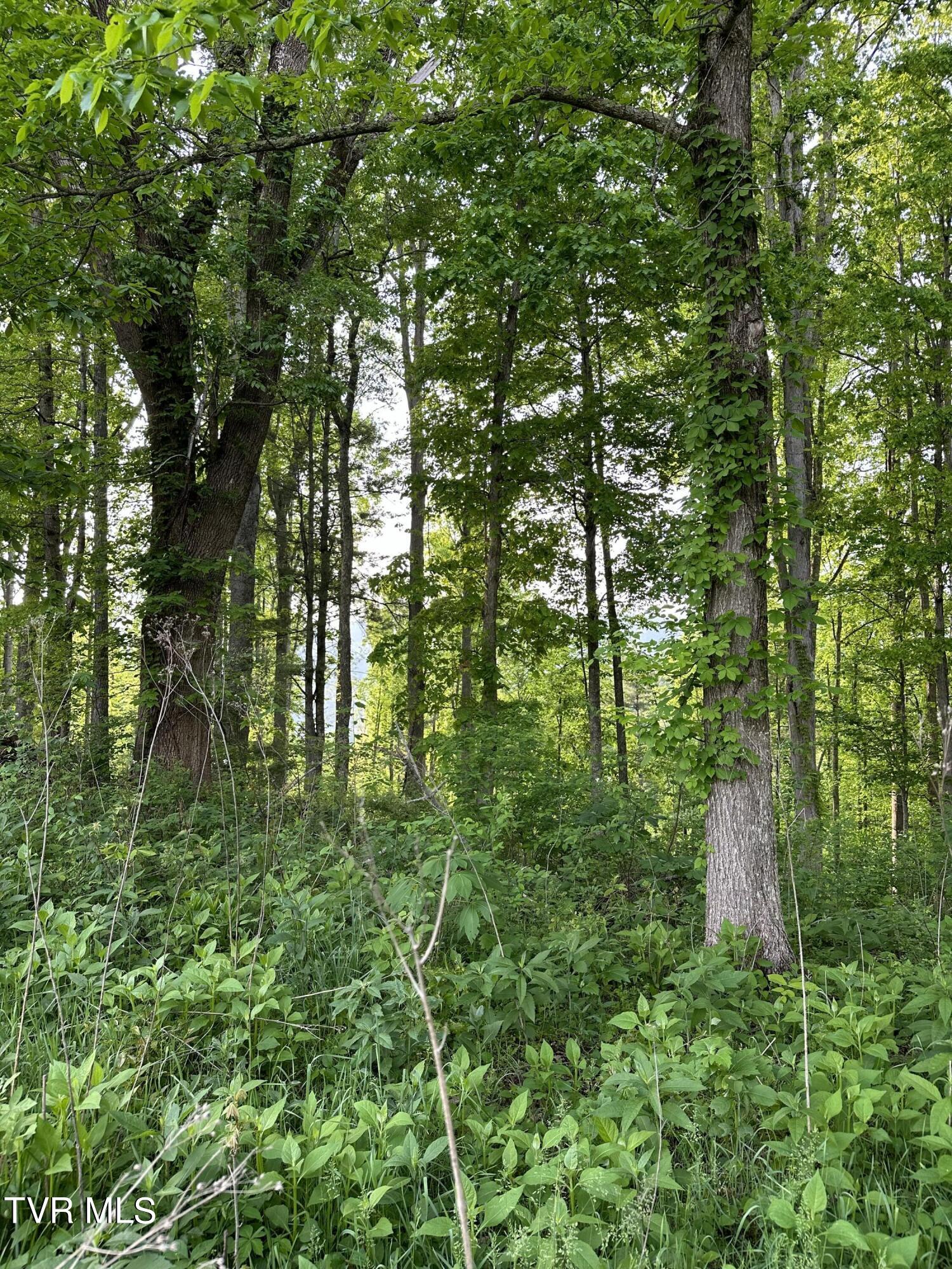 0 Lot Road, Unit 43 Butler, TN 37640 - Photo 8 of 69 IMG_1272