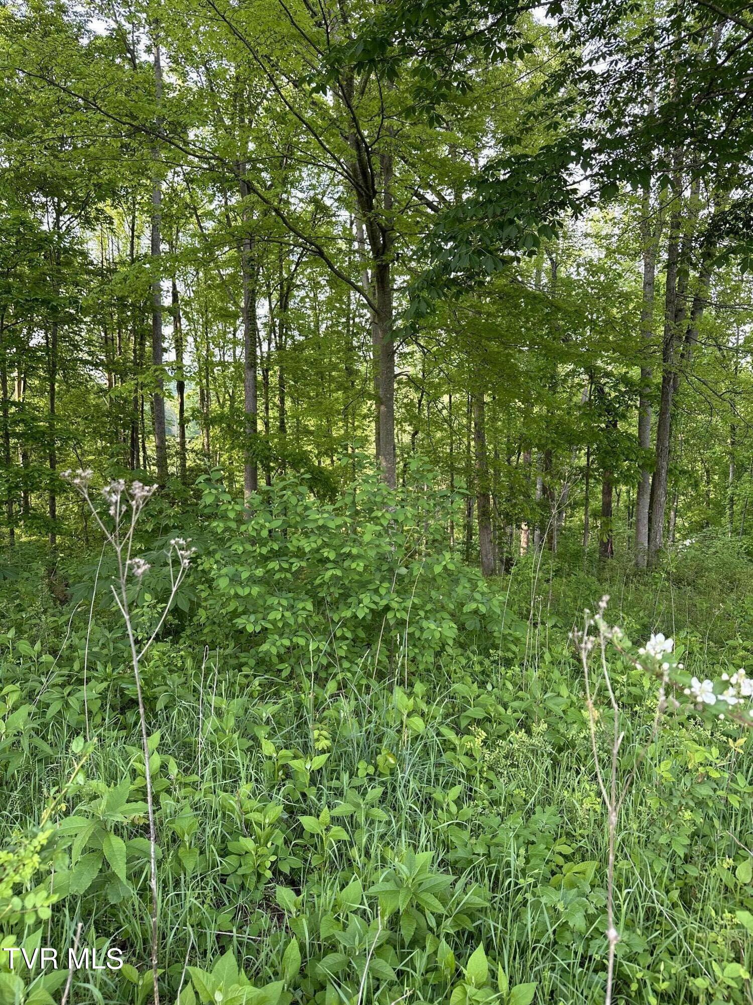 0 Lot Road, Unit 43 Butler, TN 37640 - Photo 9 of 69 IMG_1271