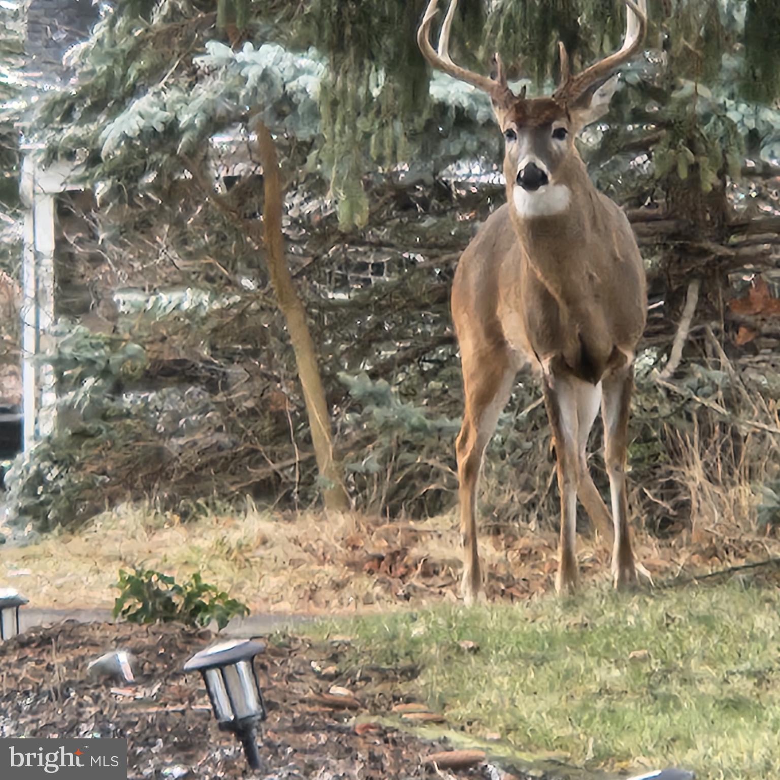 249 Twining Ford Road Richboro, PA 18954 - Photo 65 of 69 Rear Yard Visitors