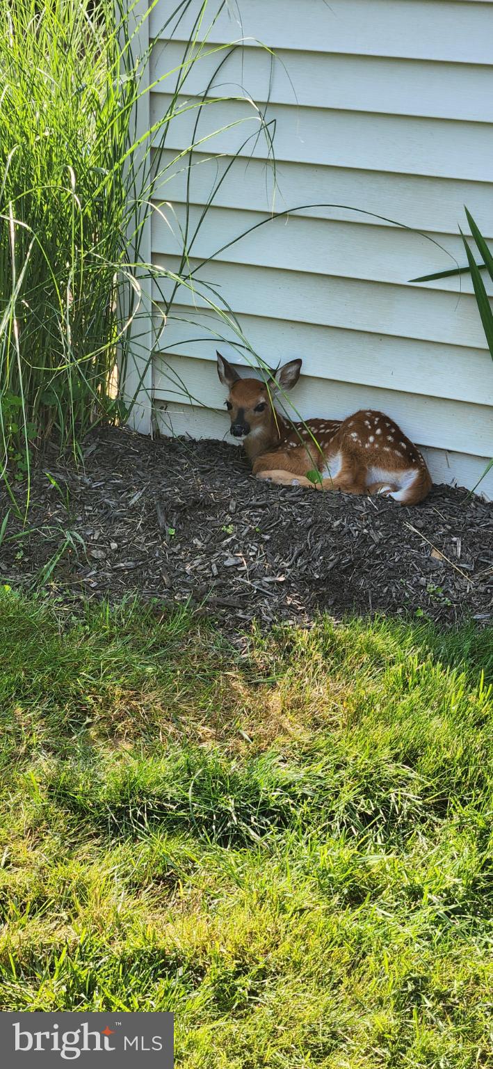 249 Twining Ford Road Richboro, PA 18954 - Photo 66 of 69 Rear Yard Visitor