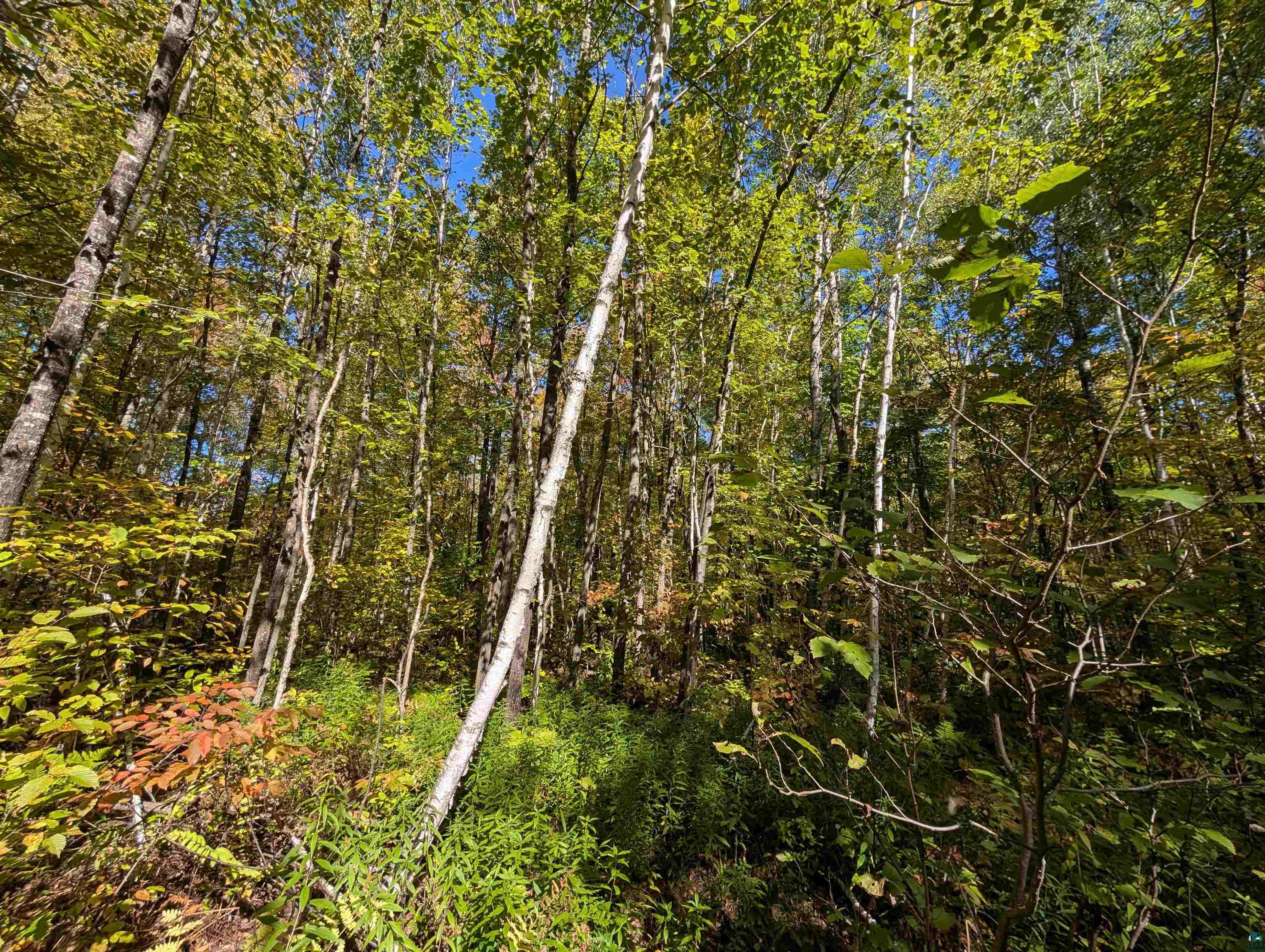 Tbd County Road B Winter, WI 54896 - Photo 7 of 9 Gallery Image 7