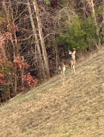 $870,000 | 332 Harris Road, Old Fort, TN 37362