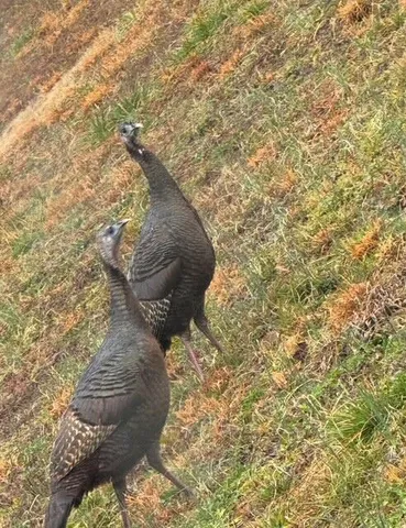 $870,000 | 332 Harris Road, Old Fort, TN 37362