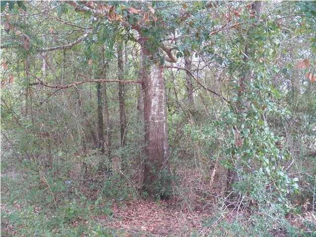 0 Barnhill Road Crestview, FL 32539 - Photo 2 of 4 a view of a forest with large trees