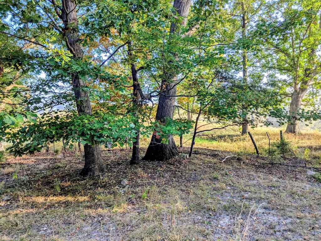 4771 Sidney Church Road Riner, VA 24149 - Photo 24 of 34 a view of a yard