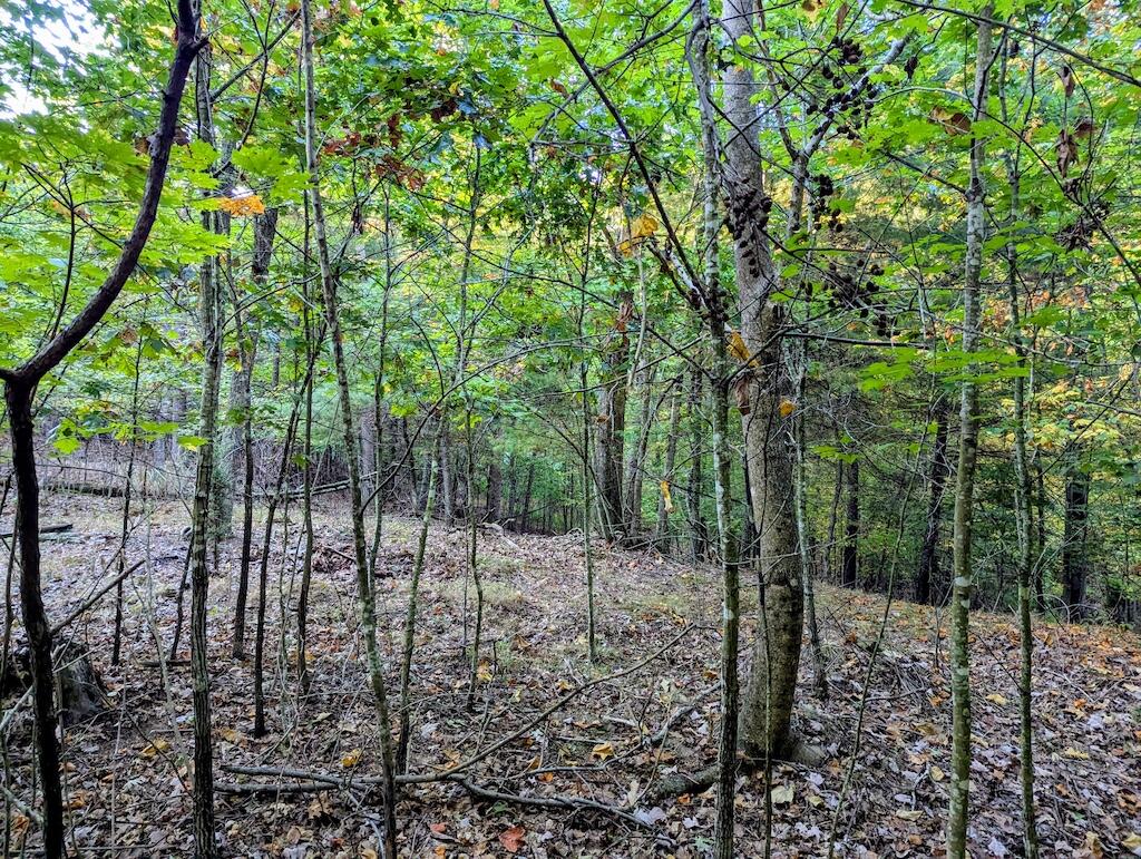 4771 Sidney Church Road Riner, VA 24149 - Photo 26 of 34 a view of a forest