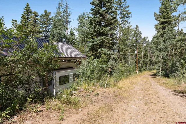 a view of a forest with trees in the background