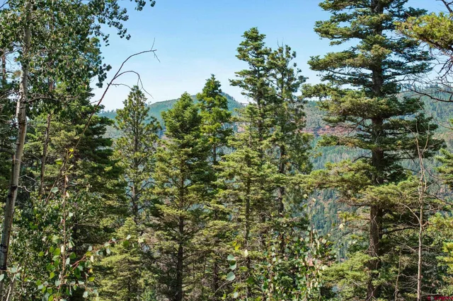 a view of a tree in a garden