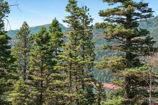 a view of a tree