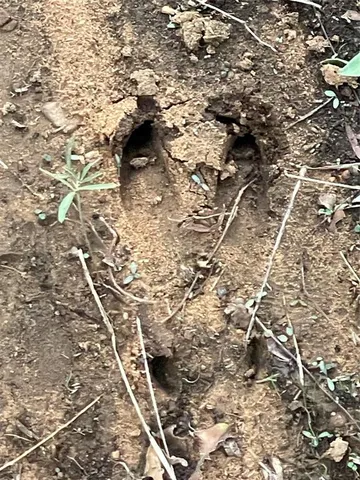 $697,500 | 4976 4976 Fm 2190, Jacksboro, TX 76458