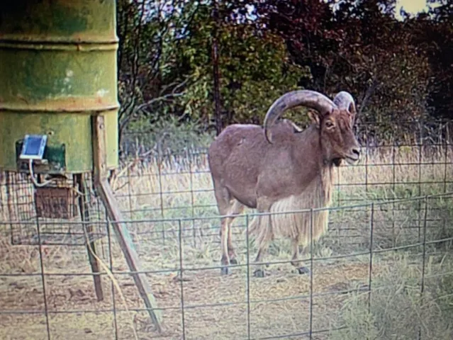 $697,500 | 4976 4976 Fm 2190, Jacksboro, TX 76458