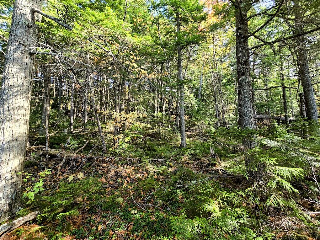 440 Railroad Bed Road Milo, ME 04463 - Photo 12 of 16