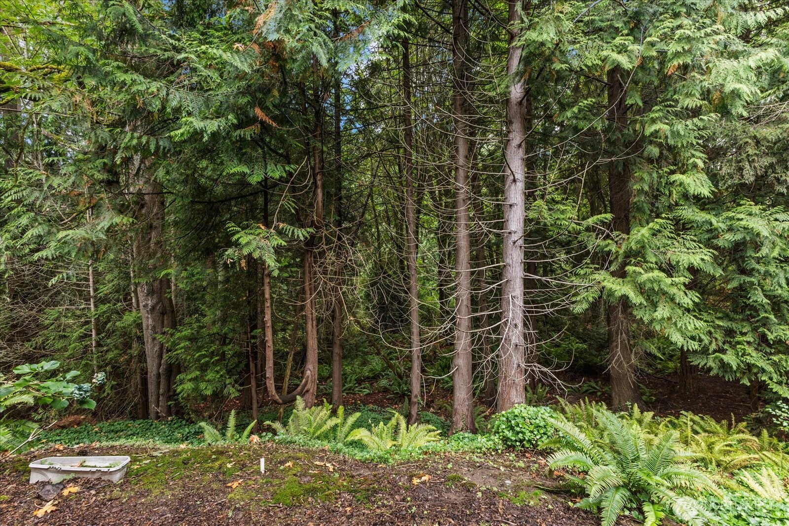 3921 108th Avenue Northeast, Unit A101 Bellevue, WA 98004 - Photo 24 of 27 a view of outdoor space and garden