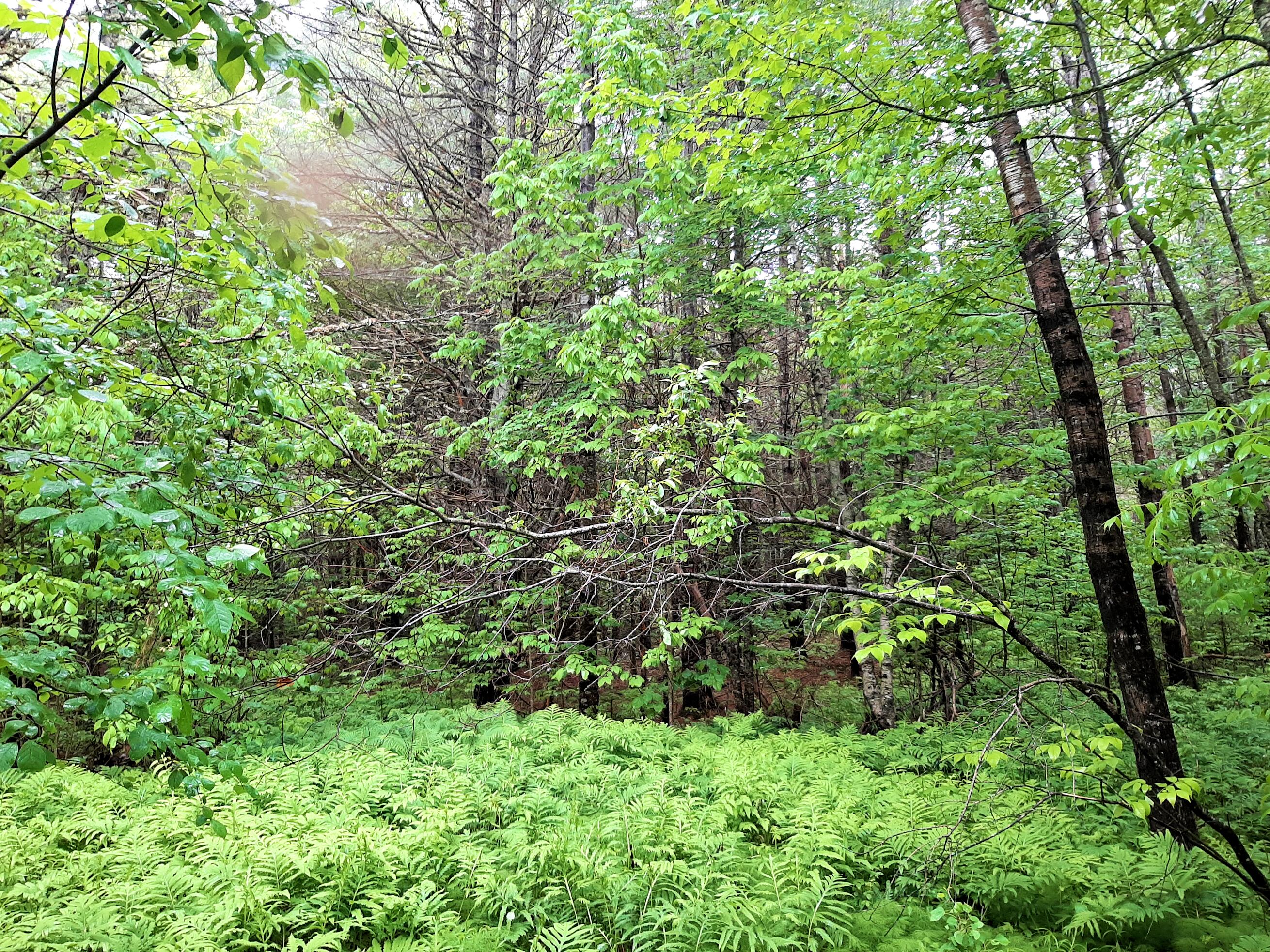 Lot # Lot#17-9 North Road Winn, ME 04495 - Photo 9 of 31 1 TBD North Road 1i