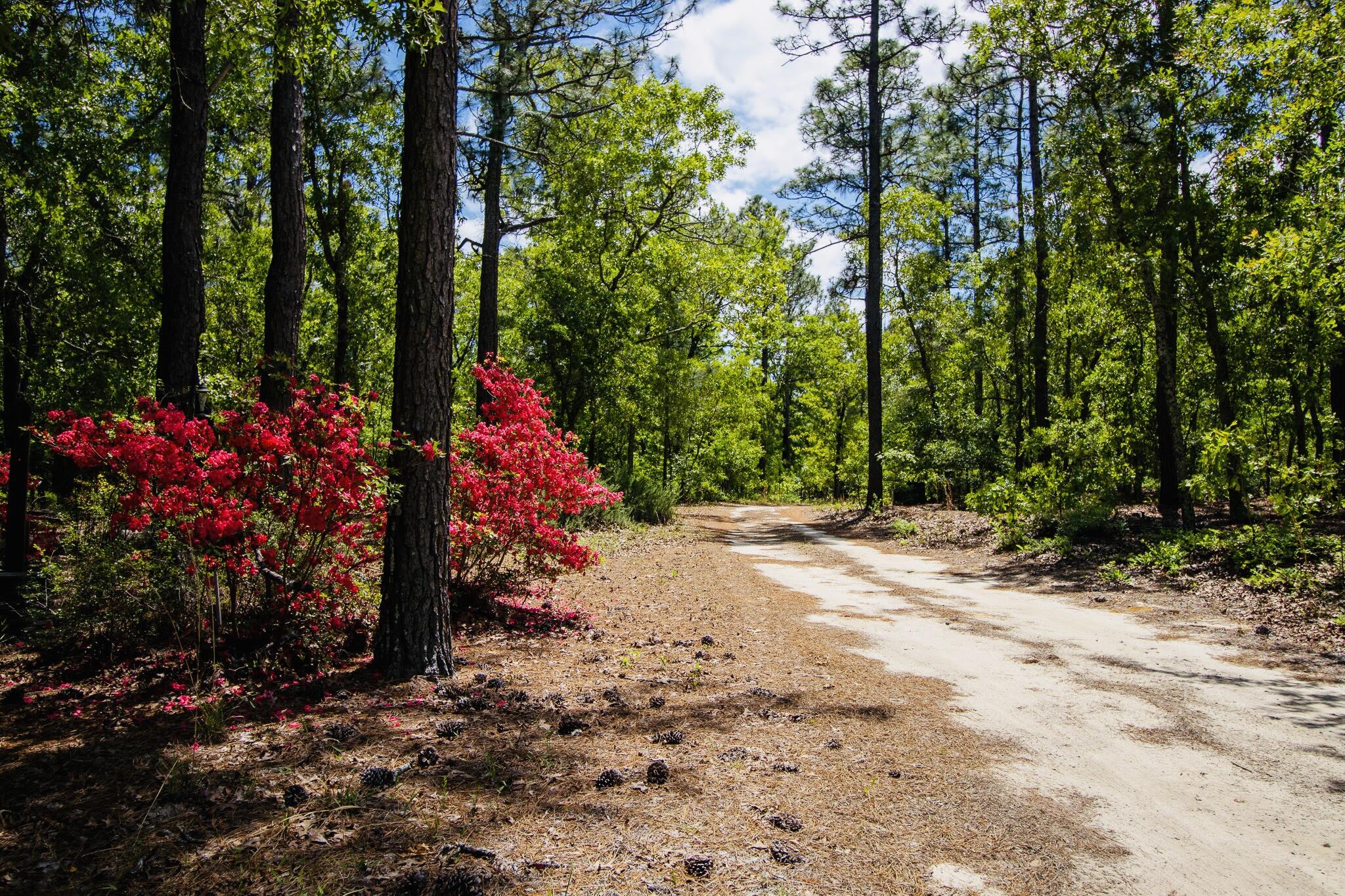 555 Oak Ridge Club Road Windsor, SC 29856 - Photo 3 of 20