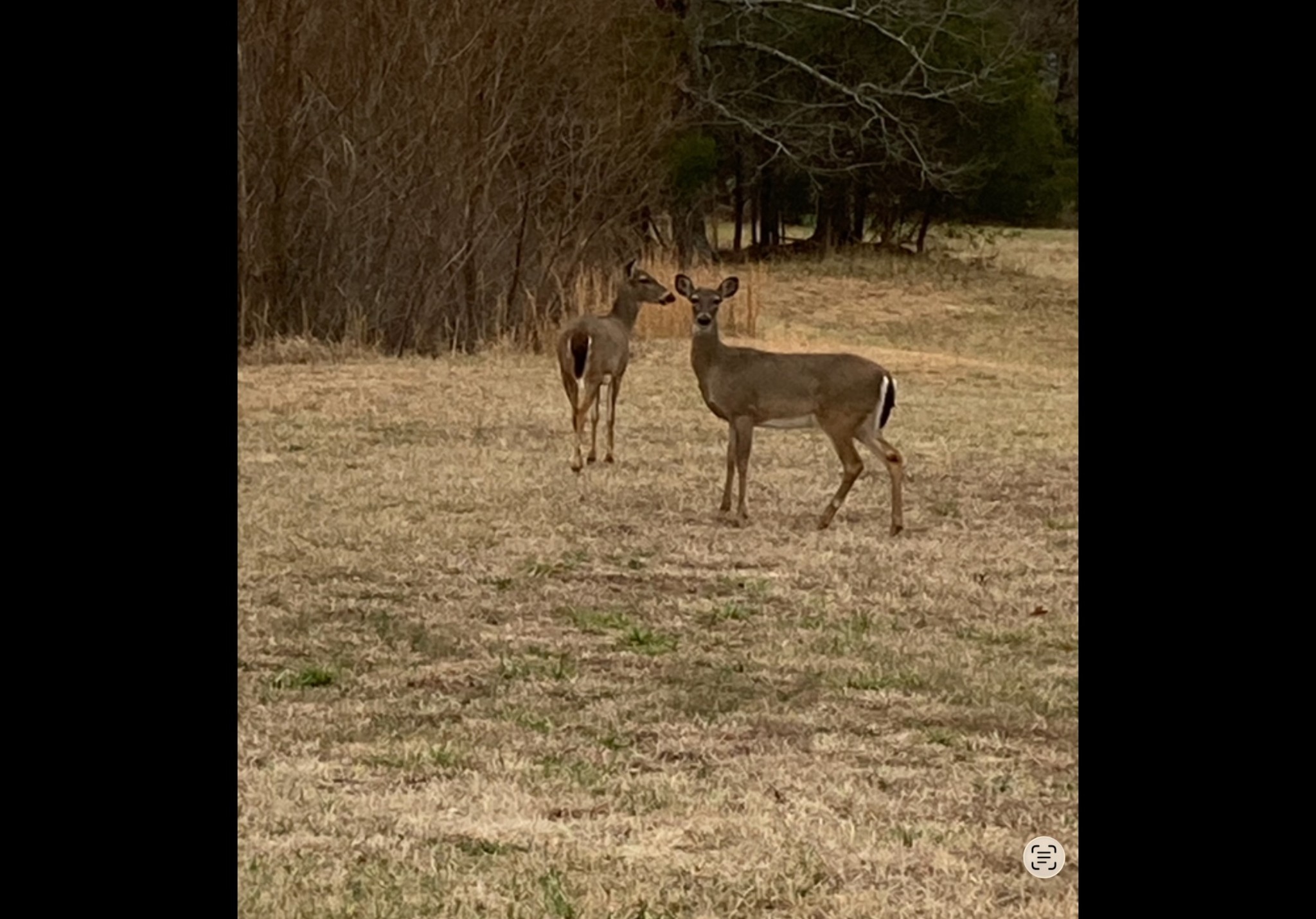 1591 North Lovvorn Road Christiana, TN 37037 - Photo 61 of 62