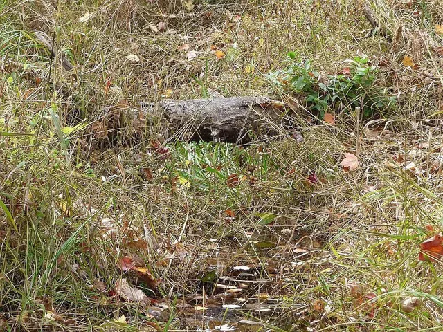 $275,000 | 22519 County Road 3, Nisswa, MN 56468