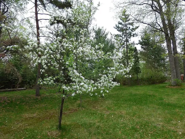 $275,000 | 22519 County Road 3, Nisswa, MN 56468