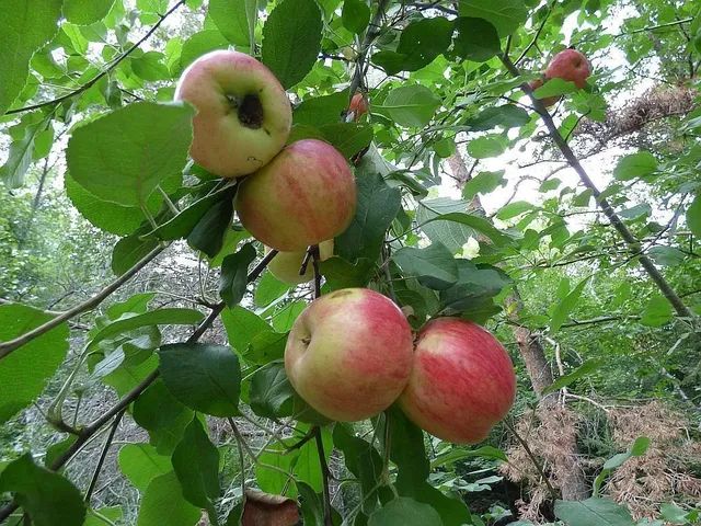 $275,000 | 22519 County Road 3, Nisswa, MN 56468