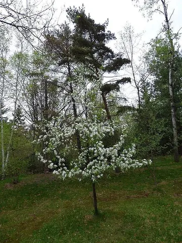 $275,000 | 22519 County Road 3, Nisswa, MN 56468