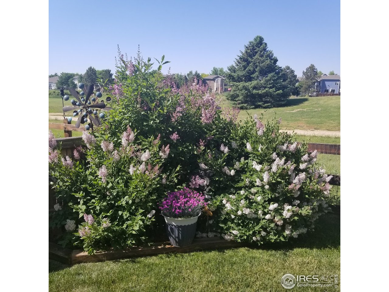 709 Glenarbor Circle Longmont, CO 80504 - Photo 39 of 40 a view of a garden
