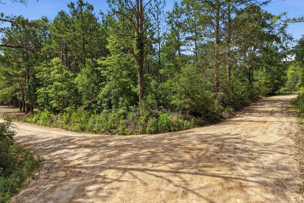 Lot #5 Crosby Clark Road Opp, AL 36467 - Photo 5 of 11
