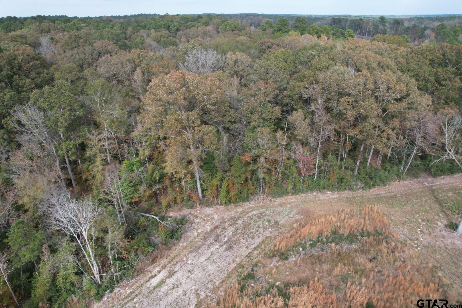 1271 County Road 3685 Joaquin, TX 75954 - Photo 13 of 46 a view of a forest with a tree