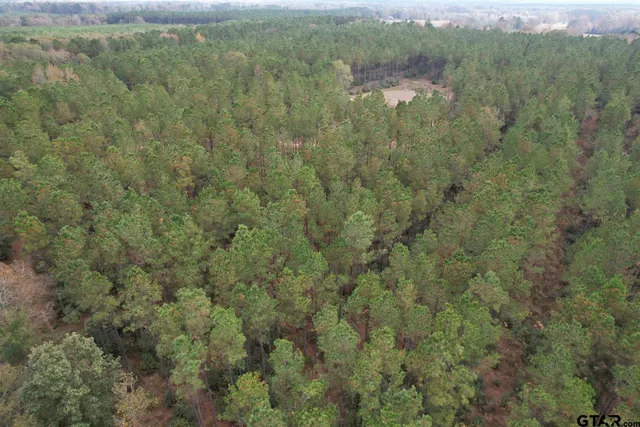 a view of a forest with trees in the background