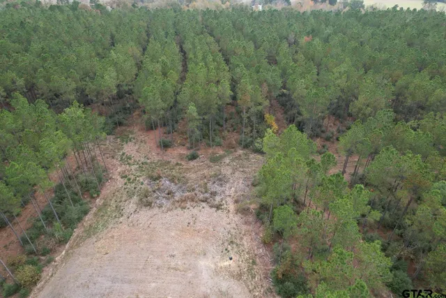 a view of a forest with trees in the background
