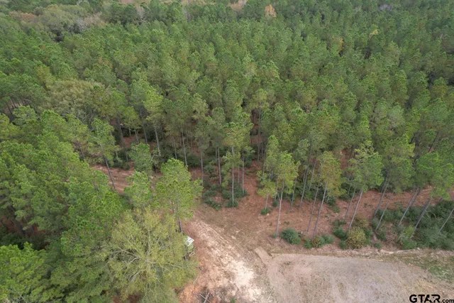 a view of a forest with a yard