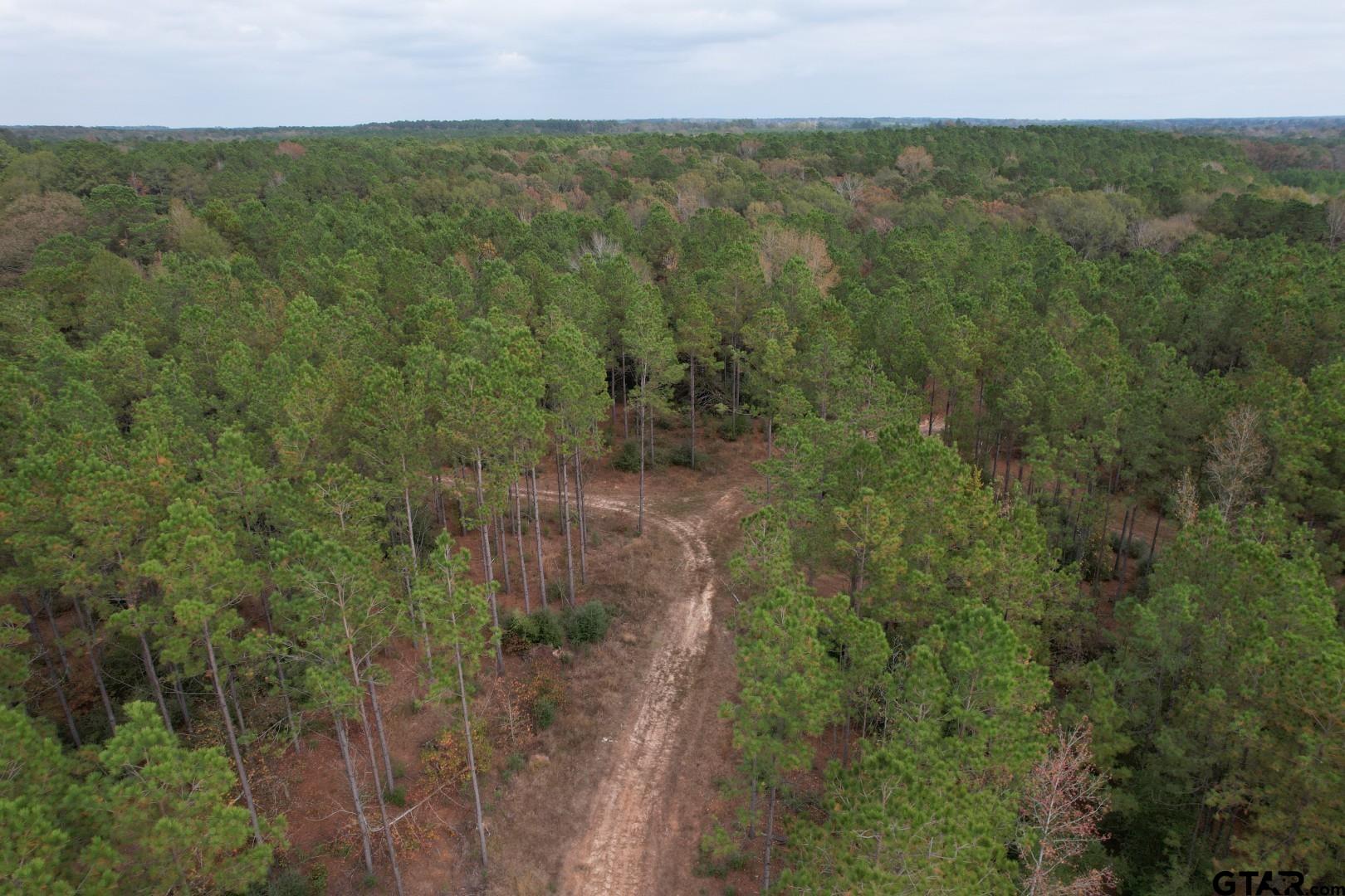 1271 County Road 3685 Joaquin, TX 75954 - Photo 18 of 46 a view of a forest with a yard