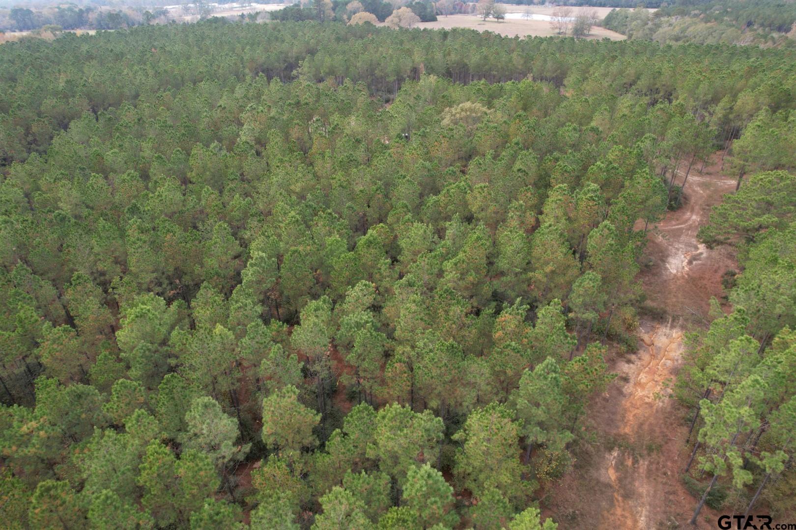 1271 County Road 3685 Joaquin, TX 75954 - Photo 19 of 46 a view of a field of grass and trees